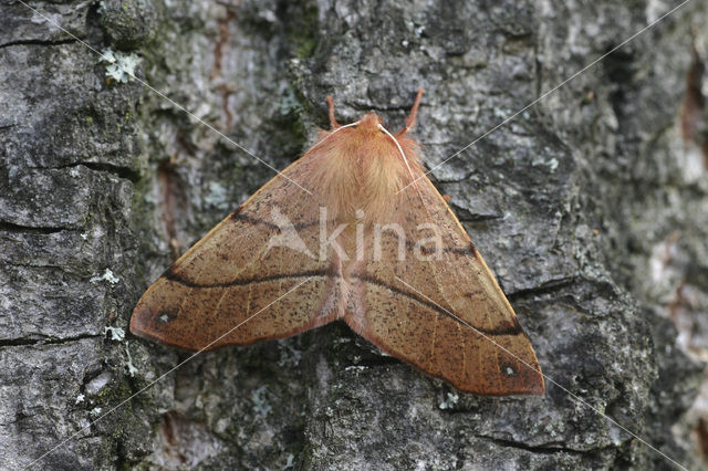 Gepluimde spanner (Colotois pennaria)