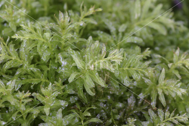 Hart’s-tongue Thyme-moss (Plagiomnium undulatum)