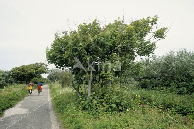 Gewone esdoorn (Acer pseudoplatanus)