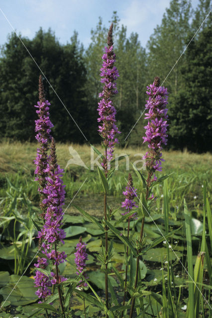 Gewone kattenstaart (Lythrum salicaria)