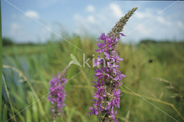 Purple Loosestrife (Lythrum salicaria)