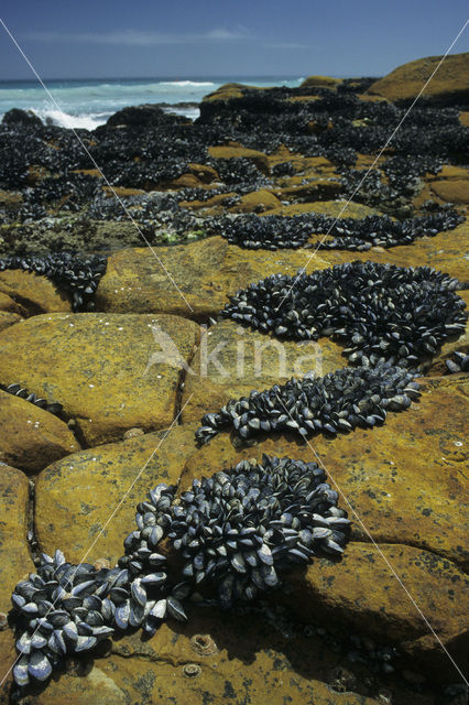 Common mussel (Mytilus edulis)