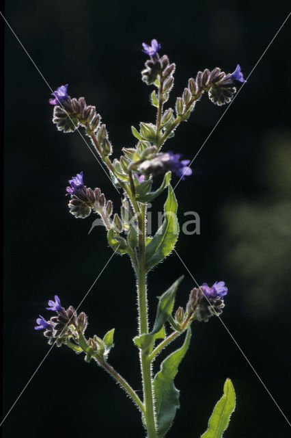 Gewone ossentong (Anchusa officinalis)