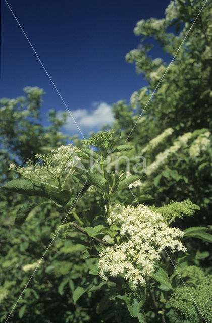 Gewone vlier (Sambucus nigra)