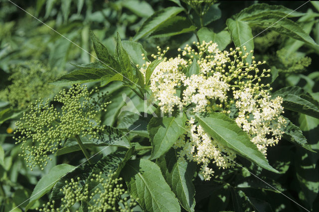 Gewone vlier (Sambucus nigra)