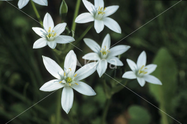 Gewone vogelmelk (Ornithogalum umbellatum)