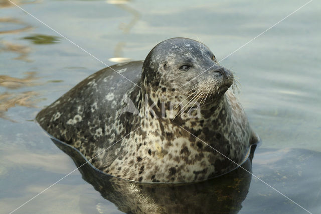 Gewone zeehond (Phoca vitulina)