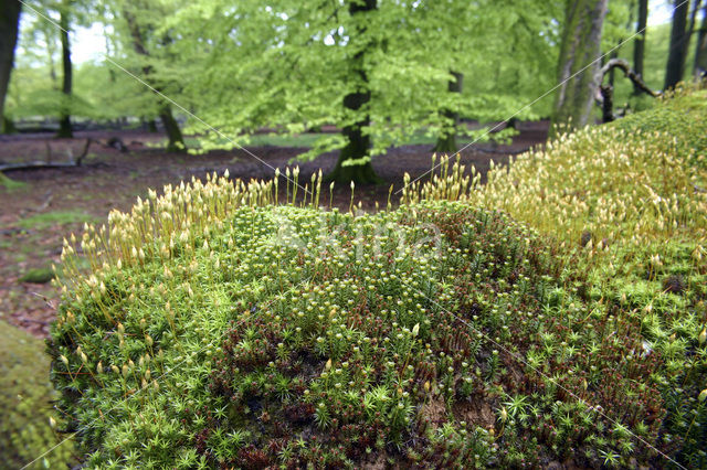 haircap moss (Polytrichum commune)