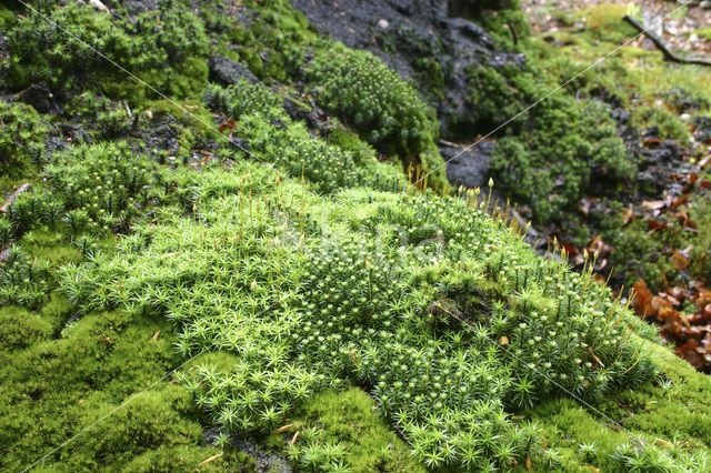 Gewoon haarmos (Polytrichum commune)