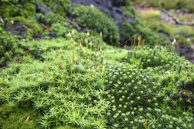 Gewoon haarmos (Polytrichum commune)