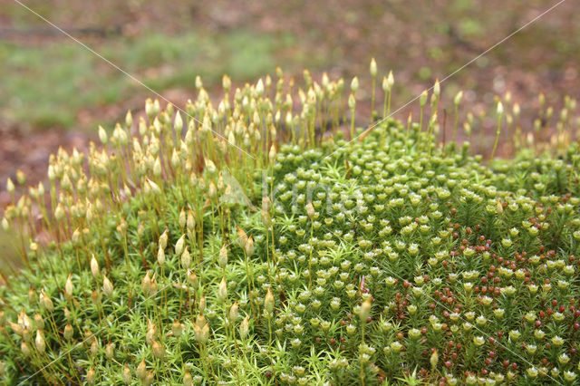 haircap moss (Polytrichum commune)