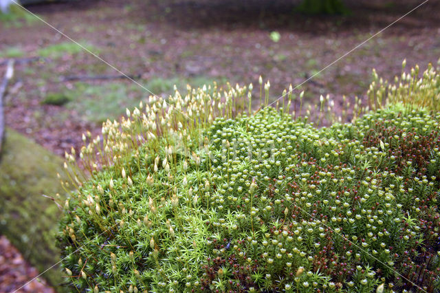 haircap moss (Polytrichum commune)