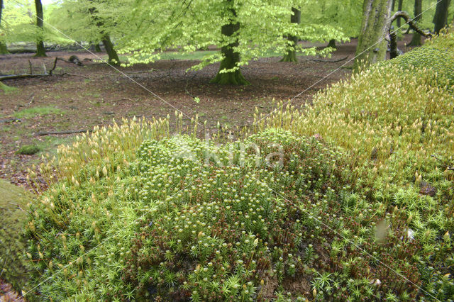 haircap moss (Polytrichum commune)