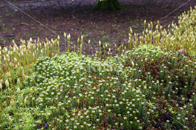 haircap moss (Polytrichum commune)