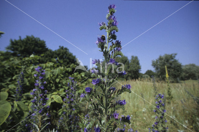 Viper’s-bugloss (Echium vulgare)