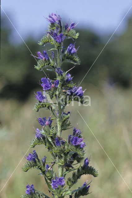 Viper’s-bugloss (Echium vulgare)