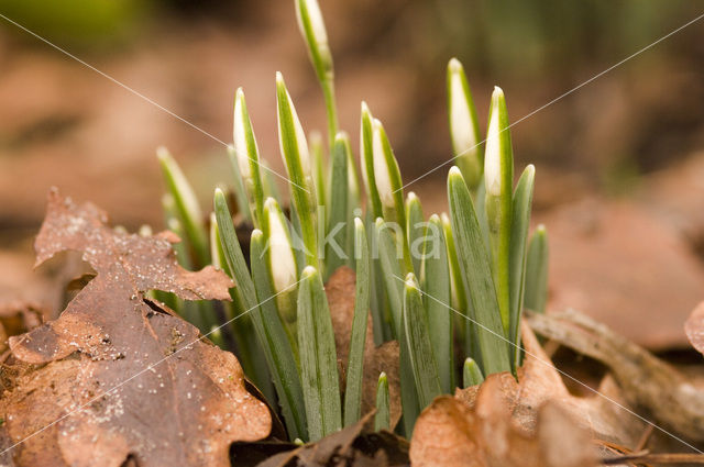 Gewoon sneeuwklokje (Galanthus nivalis)