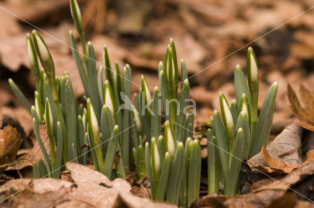 Common Snowdrop (Galanthus nivalis)