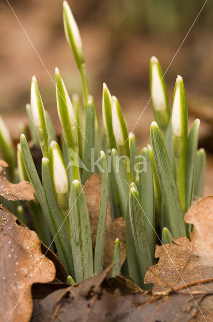 Gewoon sneeuwklokje (Galanthus nivalis)