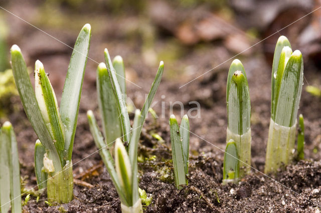 Common Snowdrop (Galanthus nivalis)