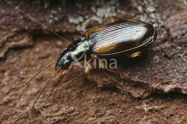 Gewoon Viervlekpriempje (Bembidion tetracolum)