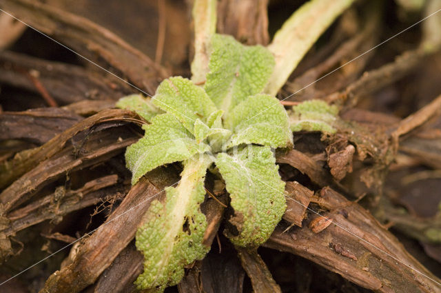 Gewoon vingerhoedskruid (Digitalis purpurea)