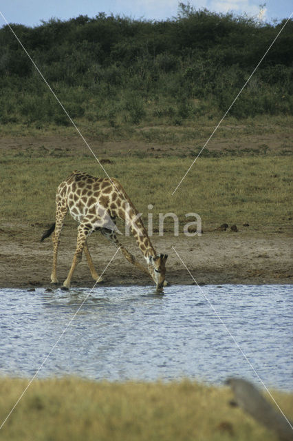 Giraffe (Giraffa camelopardalis spec.)