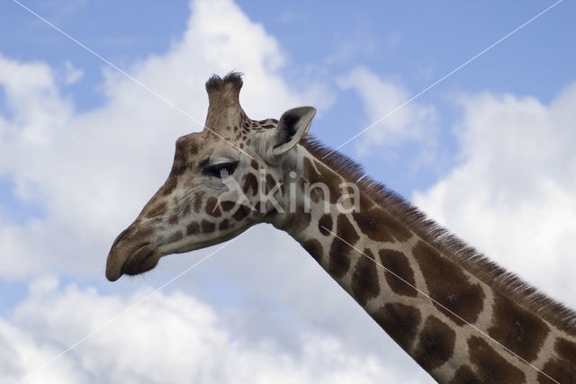 Southern giraffe (Giraffa camelopardalis)