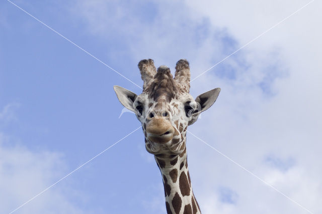 Southern giraffe (Giraffa camelopardalis)