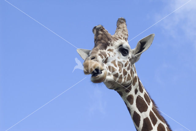 Giraffe (Giraffa camelopardalis)