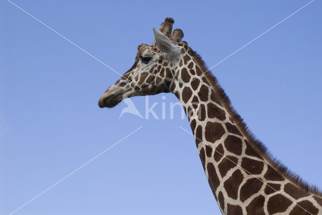 Southern giraffe (Giraffa camelopardalis)