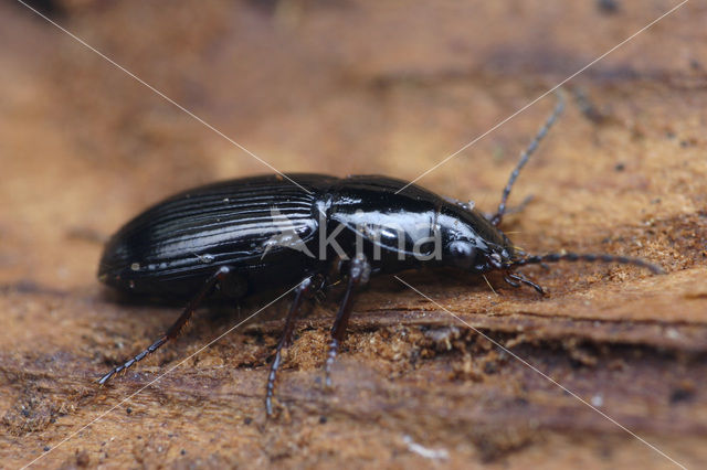 ground beetle (Pterostichus diligens)