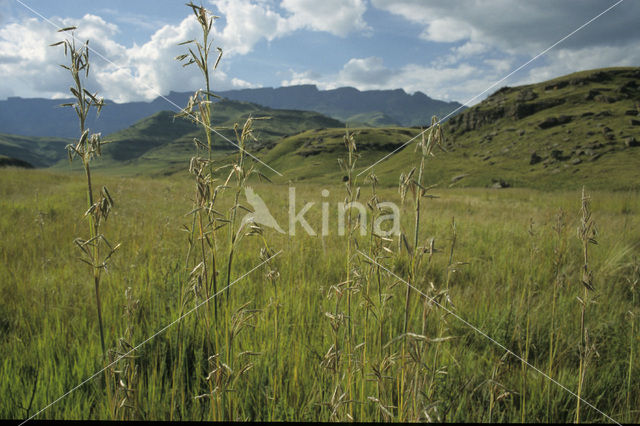 Grass