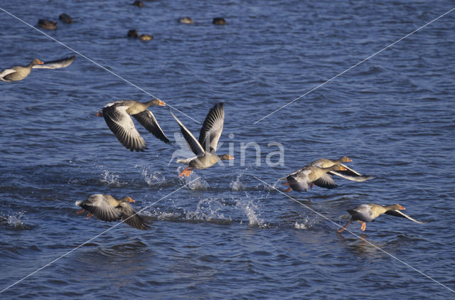 Grauwe Gans (Anser anser)