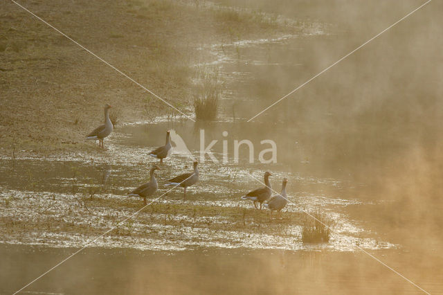 Grauwe Gans (Anser anser)