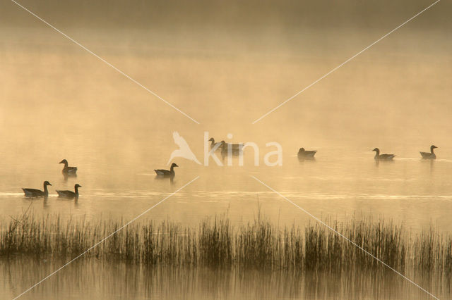 Grauwe Gans (Anser anser)