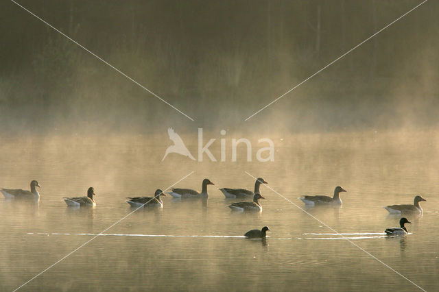 Grauwe Gans (Anser anser)