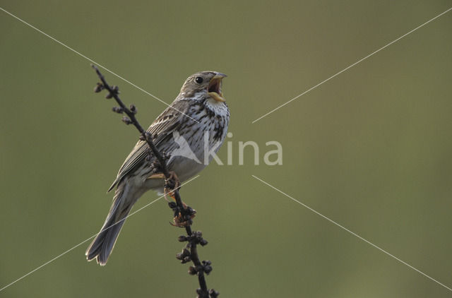 Corn Bunting (Miliaria calandra)