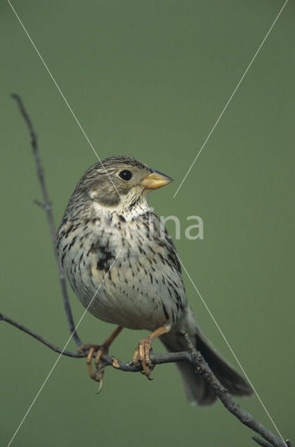 Grauwe Gors (Miliaria calandra)