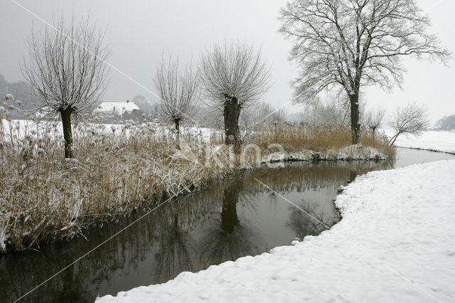 hoary willow (Salix elaeagnos)