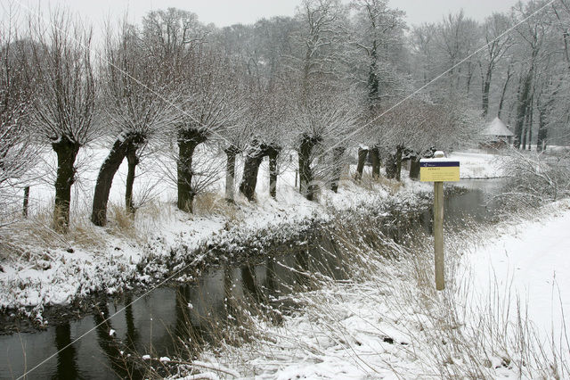 Grijze wilg (Salix elaeagnos)