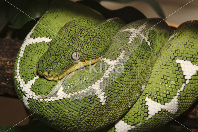 Emerald tree boa (Corallus caninus)