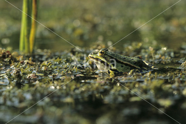 green frog (Rana esculenta