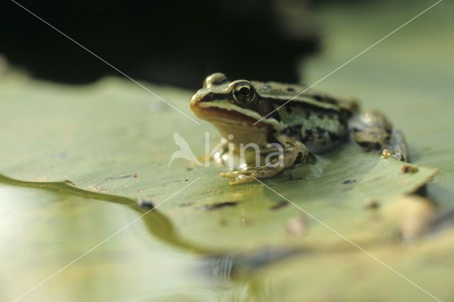 green frog (Rana esculenta