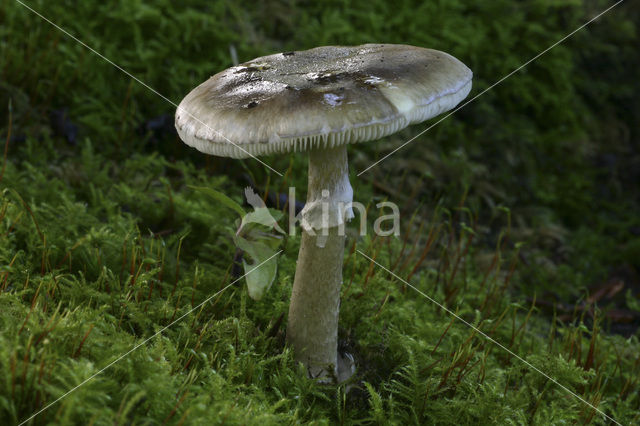 Groene knolamaniet