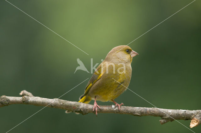 Groenling (Carduelis chloris)