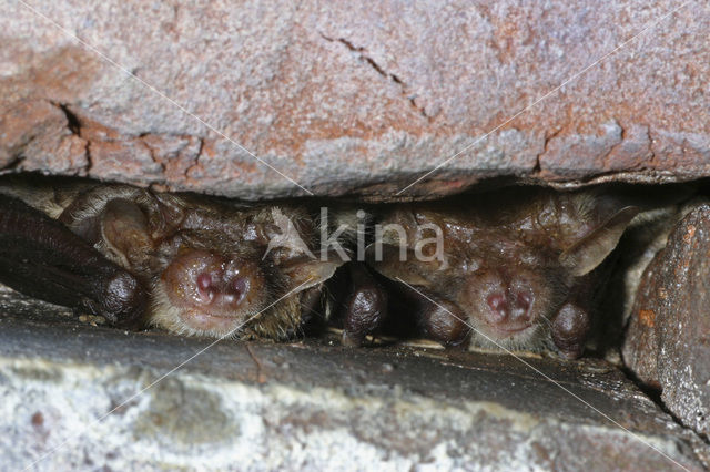 brown big-eared bat (Plecotus auritus)