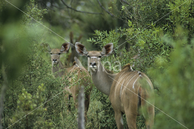 Grote koedoe (Tragelaphus strepsiceros)