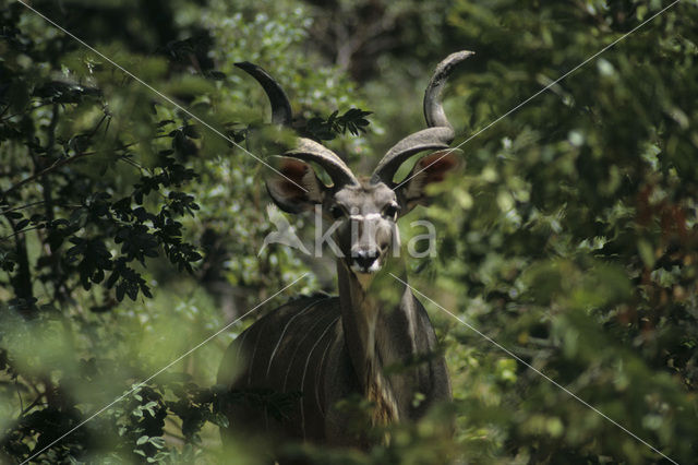 Greater kudu (Tragelaphus strepsiceros)