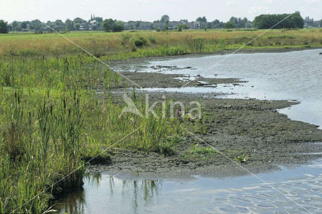 Grote lisdodde (Typha latifolia)